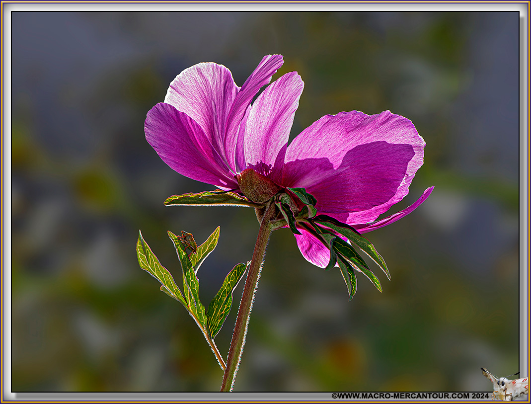 Pivoines